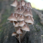 P1120149a fungi